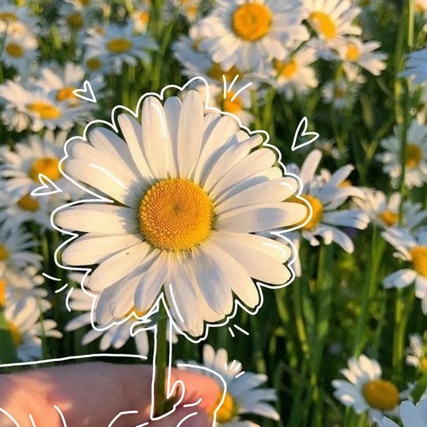 whatsapp dp for girl 16