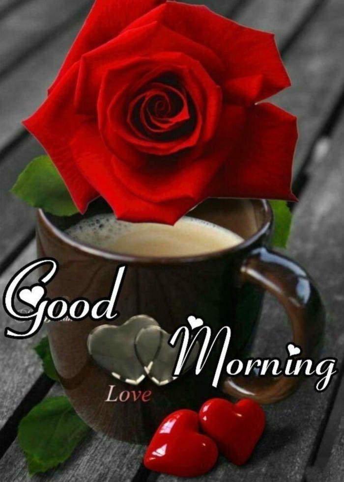4k good rose red quotes images romantic morning best download