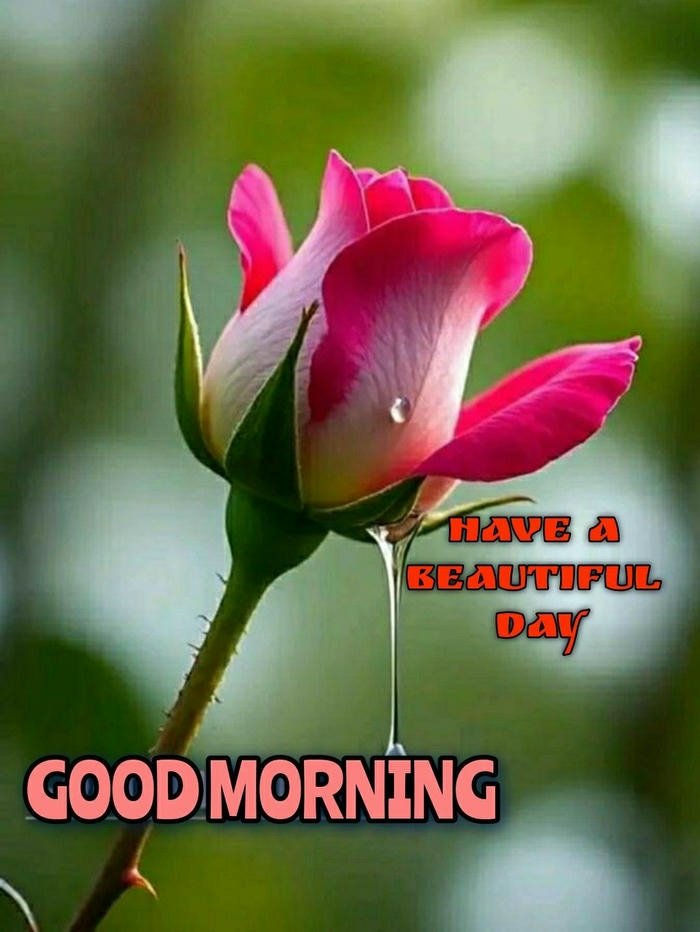 4k new morning greeting rose good wallpaper nature images red