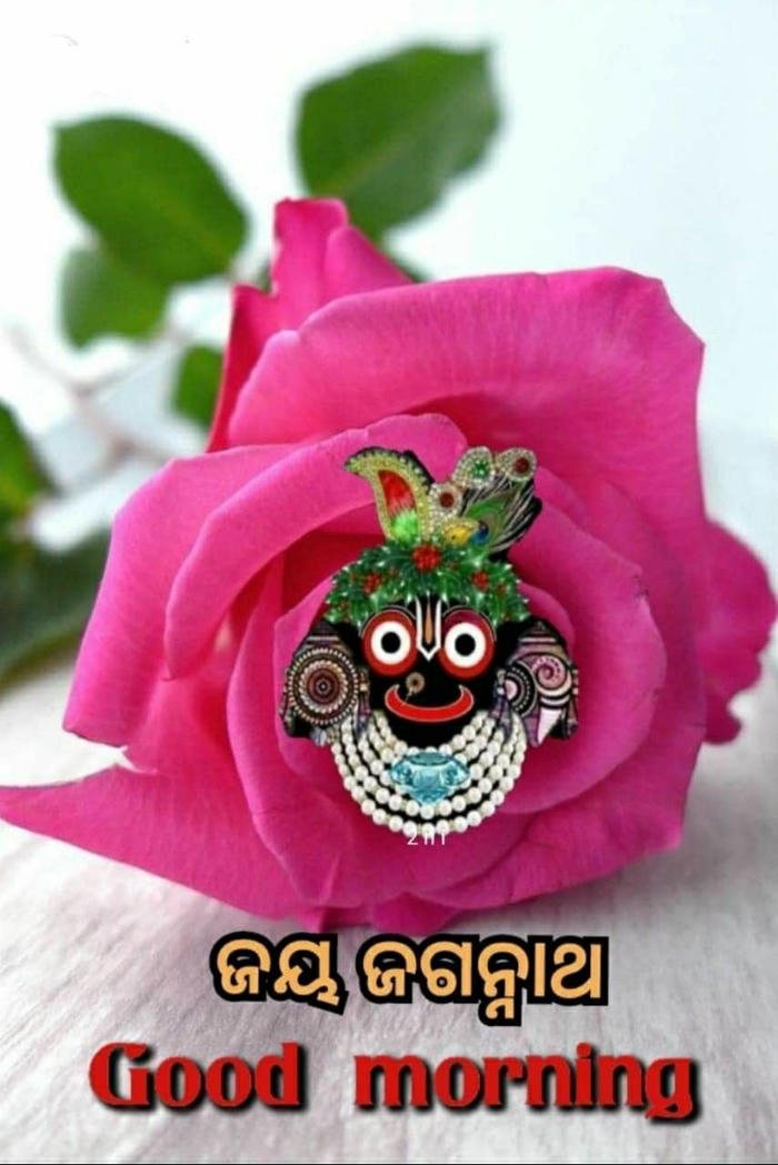 flowers picture morning romantic wallpaper jagannath good love images