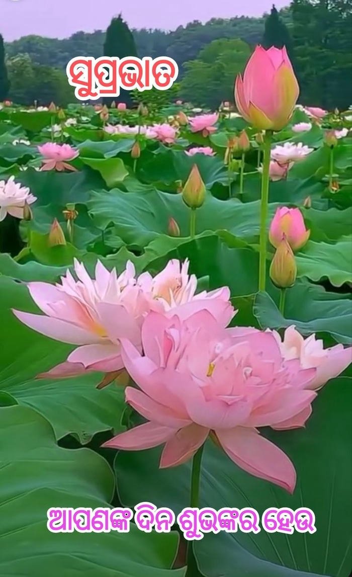 good beautiful smile odia image in blessing aesthetic download morning