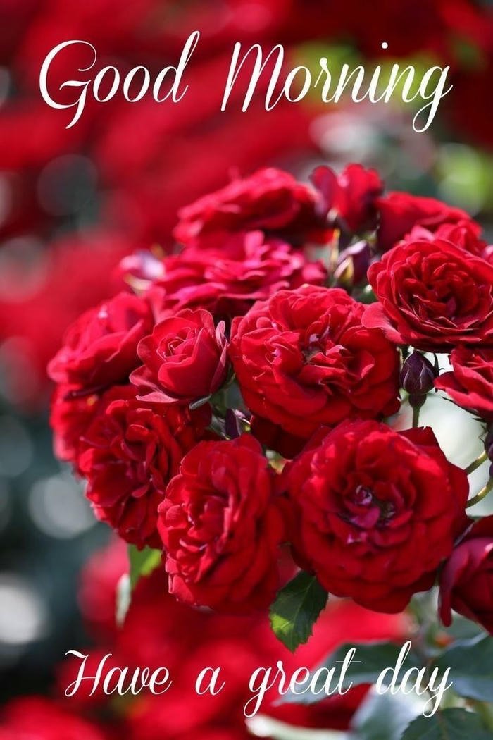 good red aesthetic images beautiful rose morning positive flowers spiritual