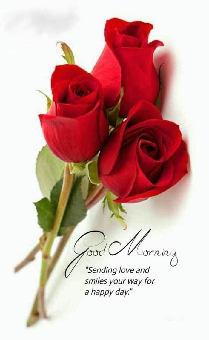 happy beautiful morning rose good quotes picture nature images red