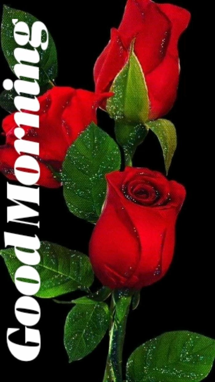 happy images beautiful romantic aesthetic positive red rose good morning