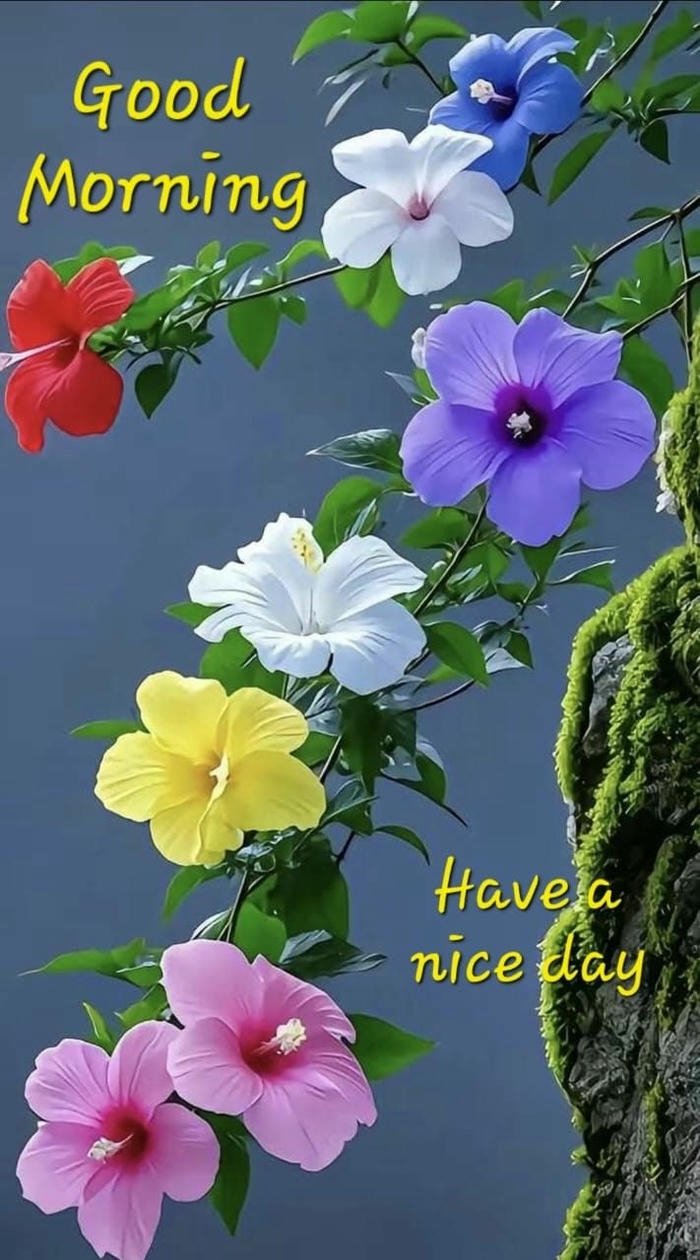 hd happy cute beautiful images god nature good sunday morning