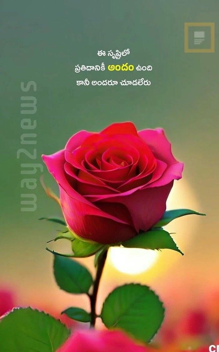 hd morning good images cute picture red photo rose download