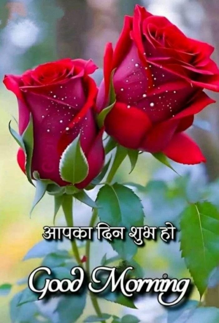 images morning special good beautiful happy nature spiritual red rose