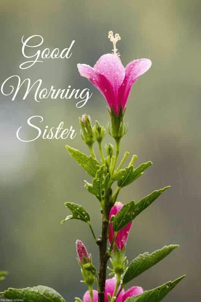images positive quotes blessing good flowers smile morning sister