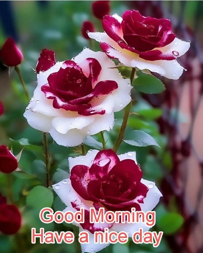 images red greeting hd good download happy romantic morning rose