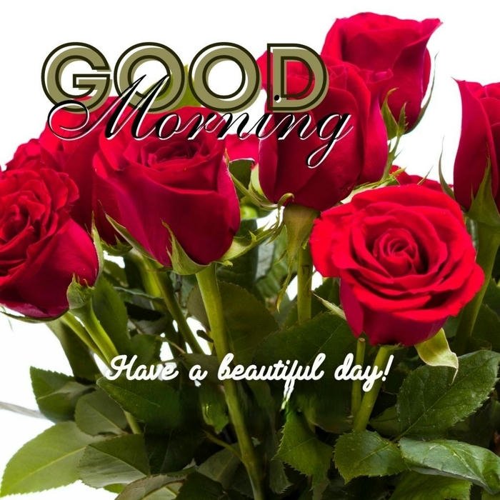 images romantic download morning nature aesthetic rose good photo red
