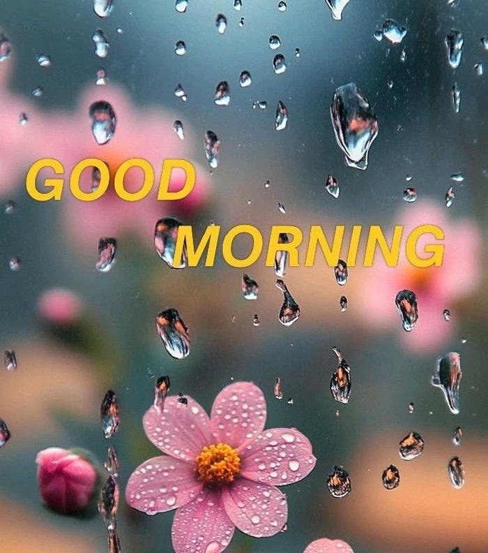 love greeting morning flowers good images quotes hd photo