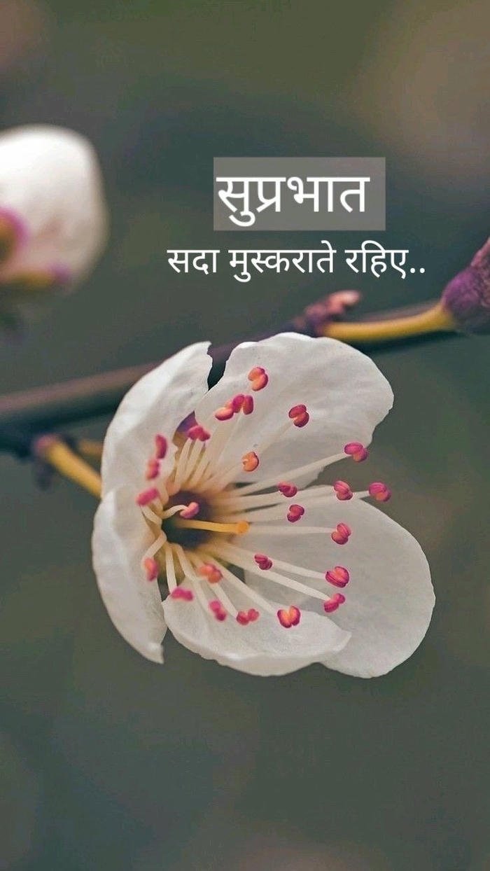 morning flowers happy 4k image full hd suvichar good nature