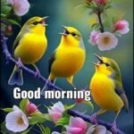 nature morning wallpaper images birds hd photo good quotes