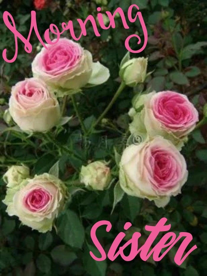 nature romantic download morning greeting images spiritual sister good