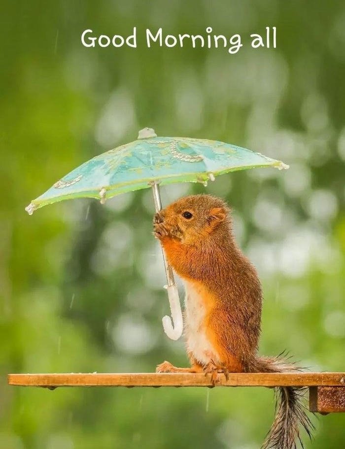 photo positive good beautiful images smile rain happy morning