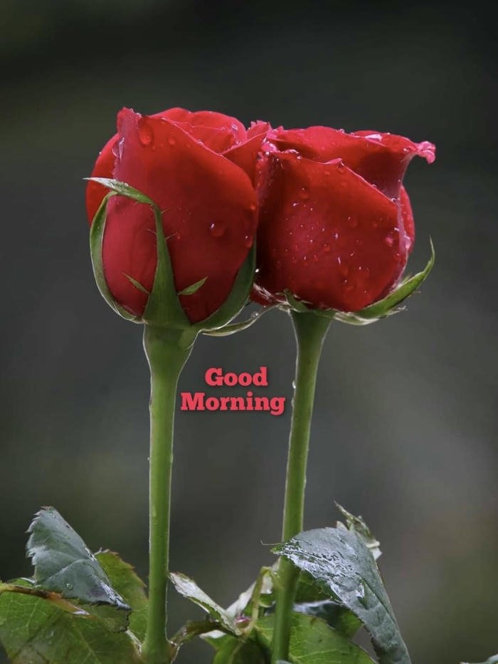 photo red morning good images greeting rose quotes beautiful 4k