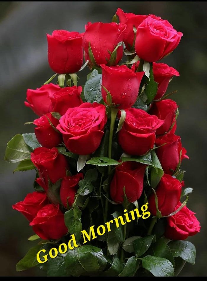picture images morning flowers red wallpaper special quotes good rose