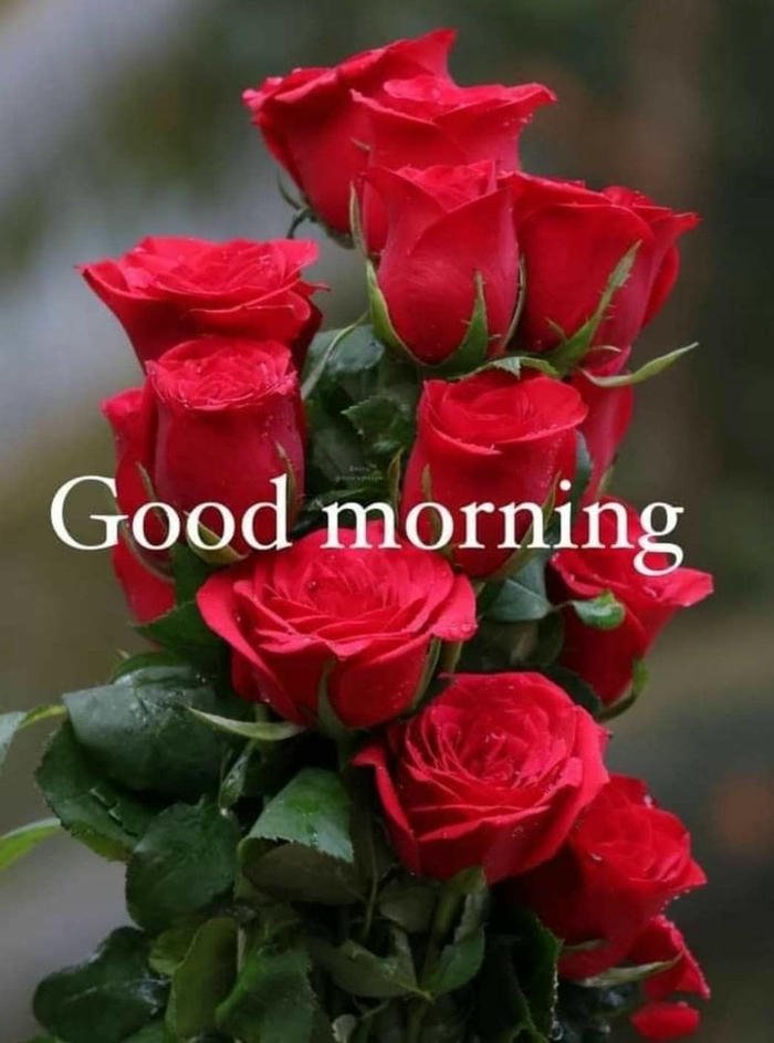 red full hd rose love morning images new good smile hd
