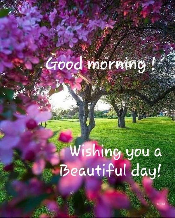 summer images happy good morning flowers full hd cute download