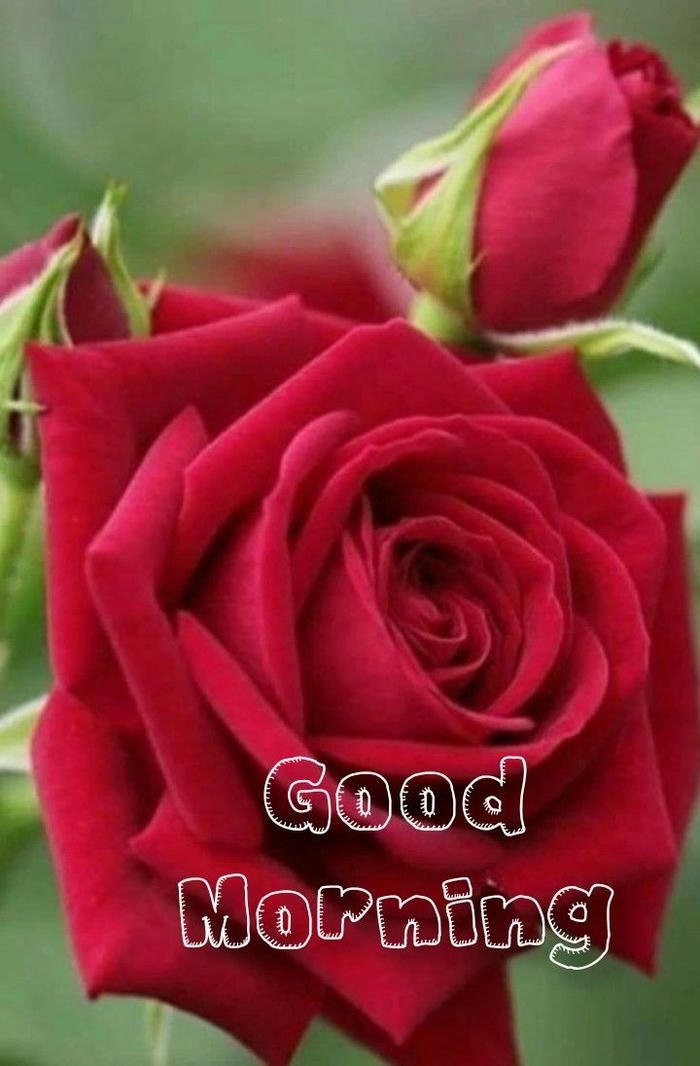 wallpaper love special good morning images red cute rose flowers