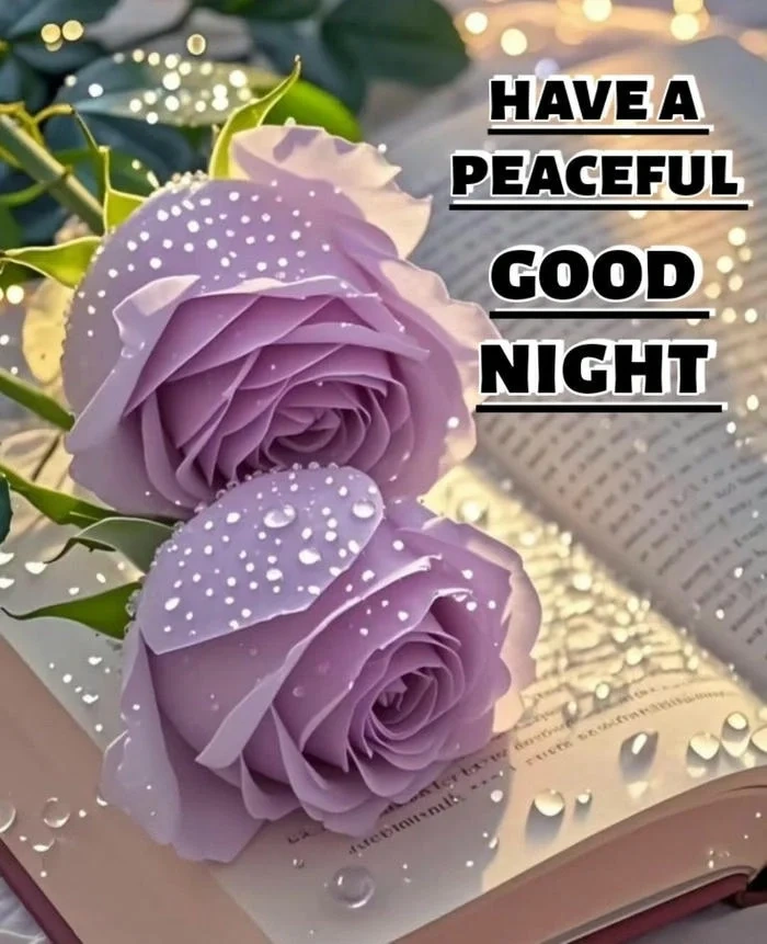beautiful good night rose image