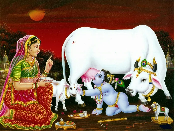 cow god divine 3d hd wallpaper images free pics
