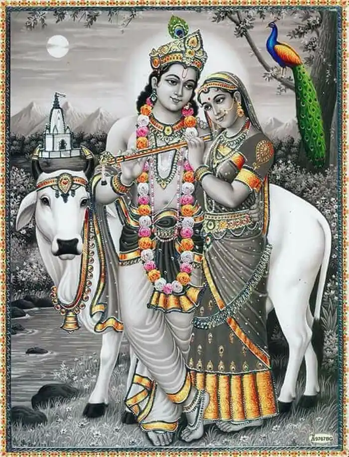 cow god hd wallpaper gallery download free images