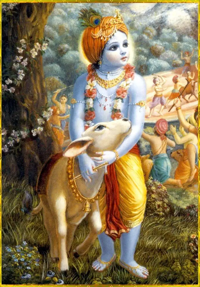 cow god hd wallpaper gallery photos free download