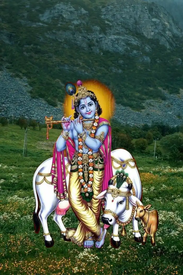 cow god images hd wallpaper collection download free