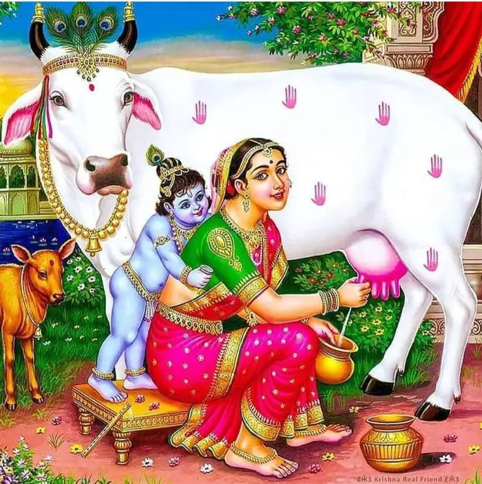 cow god images hd wallpaper divine gallery pics