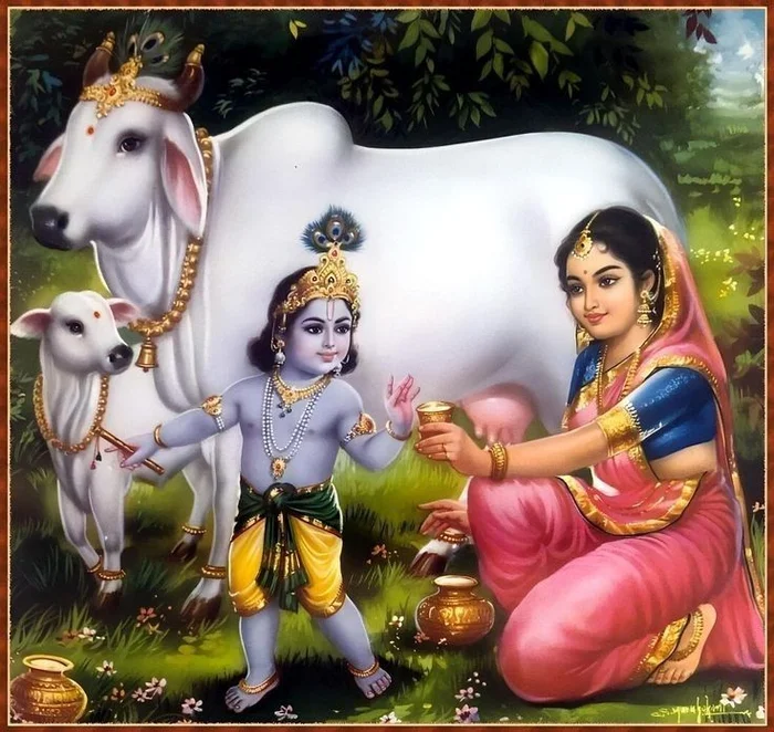 cow god images hd wallpaper free download