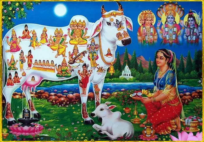 cow god photos hd wallpaper 3d divine gallery free