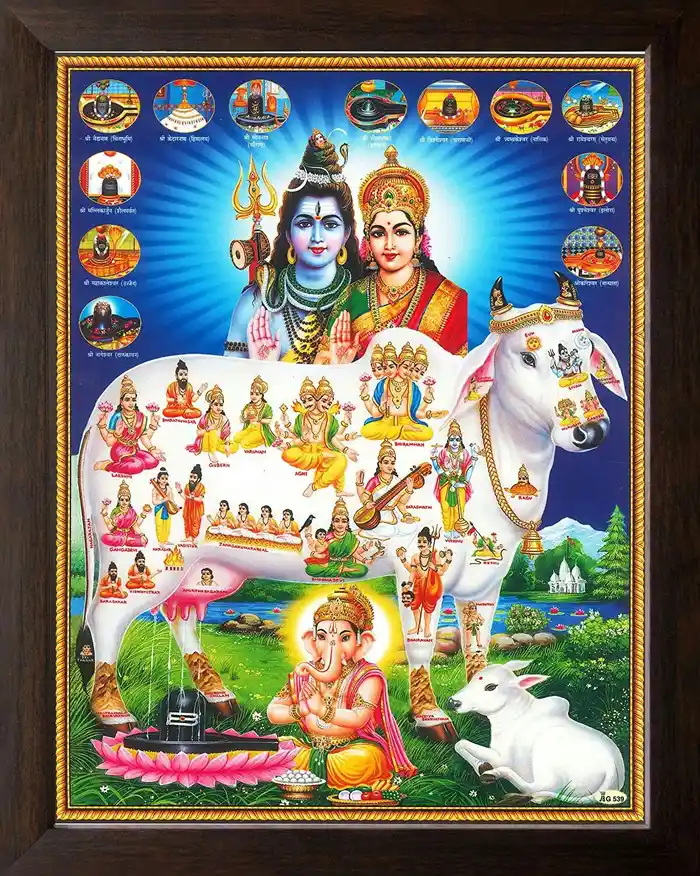 cow god pictures hd wallpaper gallery download free