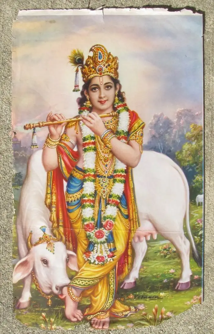 divine cow god hd photos wallpaper background pics