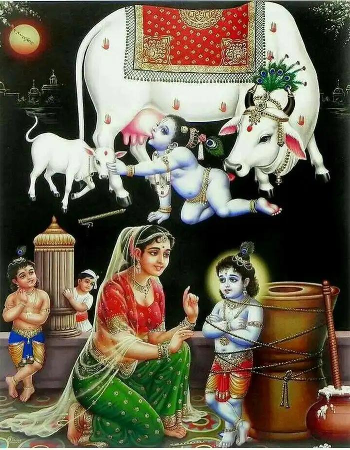 divine cow god hd wallpaper images free download