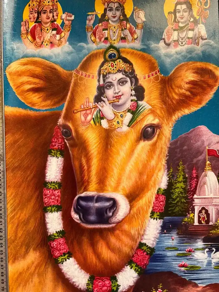 divine cow god pictures hd gallery wallpaper download
