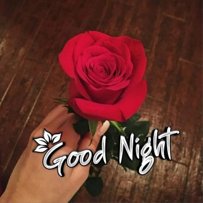 good night rose image fresh look