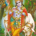 hd cow god photos 3d wallpaper gallery free pics