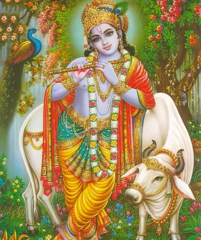 hd cow god photos 3d wallpaper gallery free pics