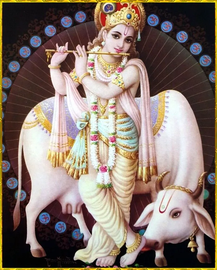 hd wallpaper collection cow god images free download