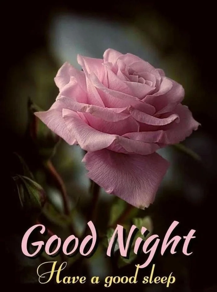 simple good night rose image