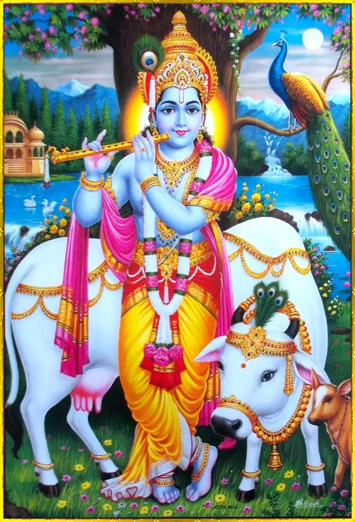 spiritual photos cow god hd wallpaper gallery free