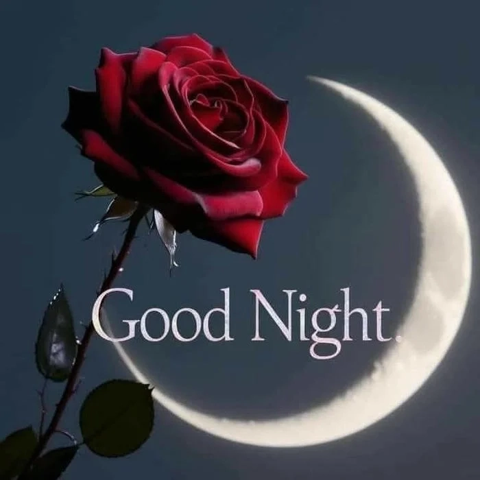 stylish good night rose image