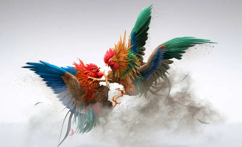 Trải nghiệm nhận diện chiến kê qua sải cánh