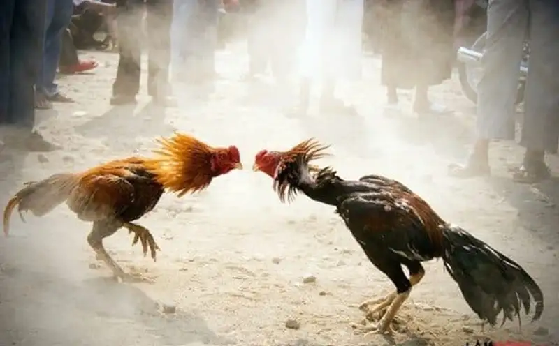 Experience the Most Breathtaking Matches